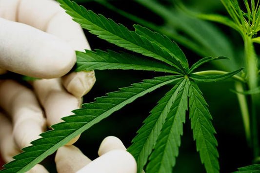 Los Beneficios del CBD para la Salud y el Bienestar